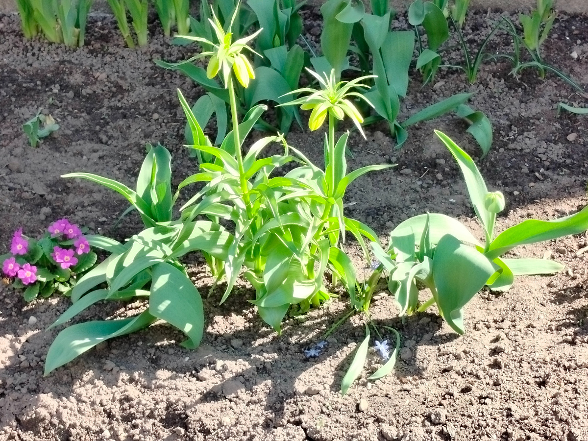Рябчики. Растения ещё в бутонах, но пройдёт пару дней и рябчик покажет свою красоту. Фото сделано в праздник Великого Пасхального воскресенья. Цветы отдельно взятой тверской клумбы. Апрель 2025 года 