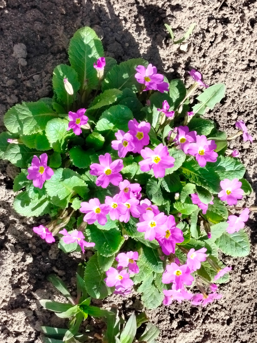 Примула цветущая. Фото сделано в праздник Великого Пасхального воскресенья. Цветы отдельно взятой тверской клумбы. Апрель 2025 года 