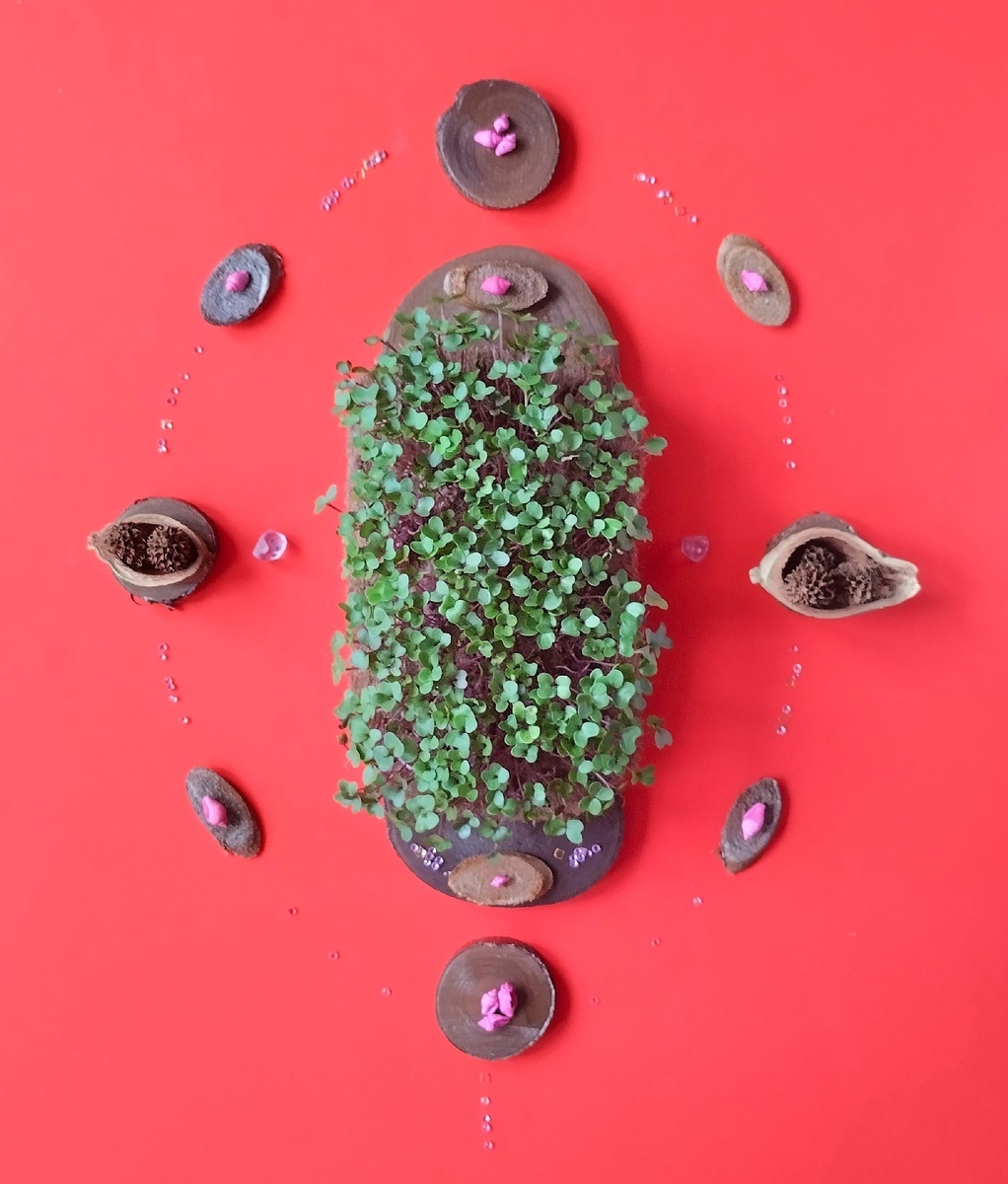 Микрозелень кольраби красная.