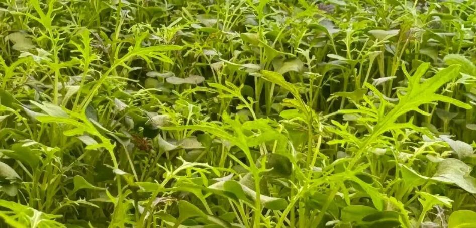 Микрозелень Мизуна.