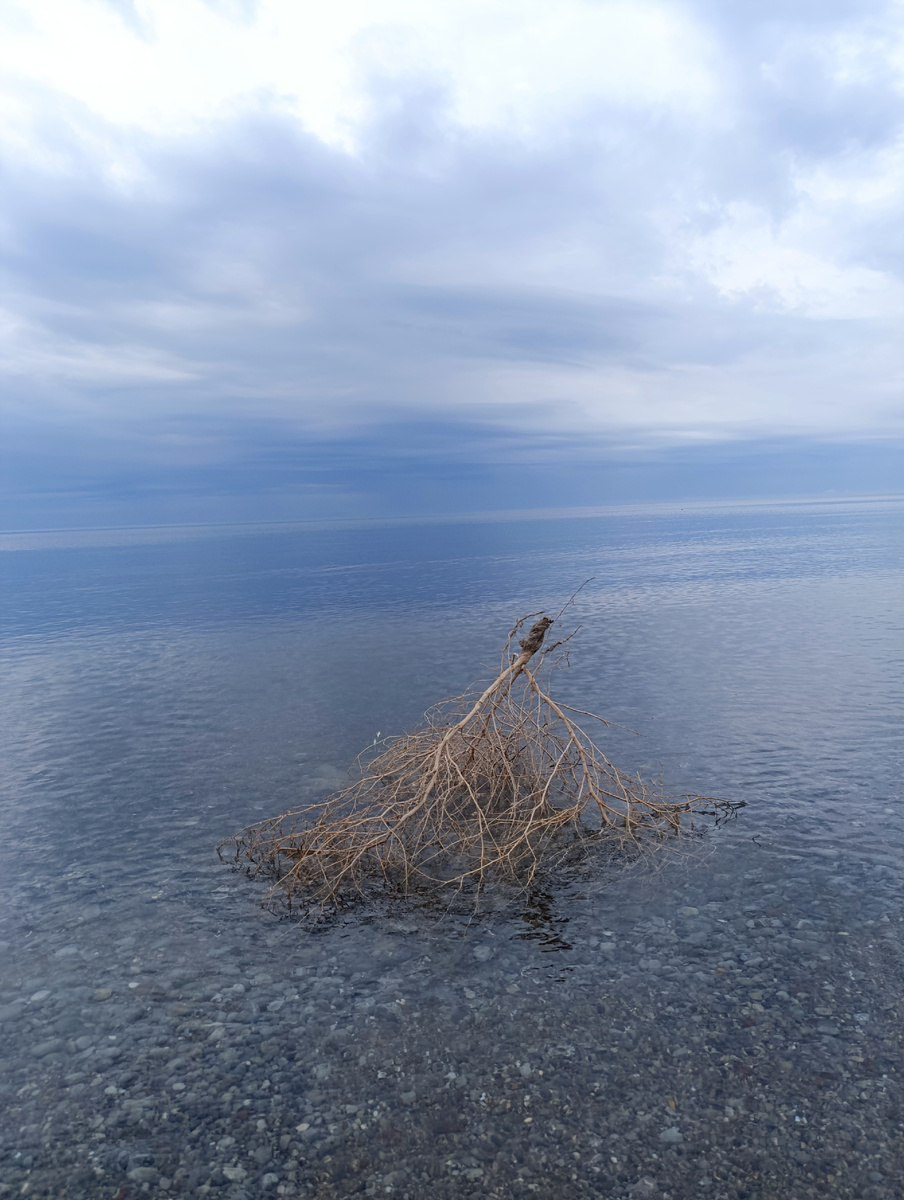 Перекати-поле в море