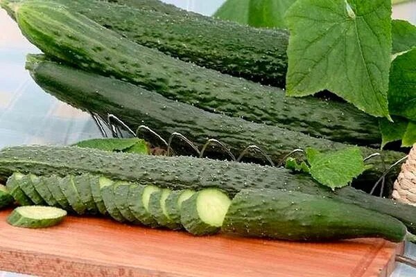 Чем уникален сорт огурцов Китайский император?