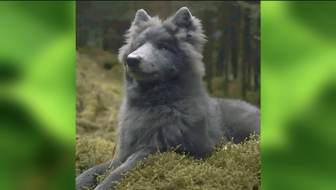 Волкособака Оушен — гибридное животное, полученное от скрещивания волка и собаки, принадлежащее британскому зоологу Аннеке Свенске