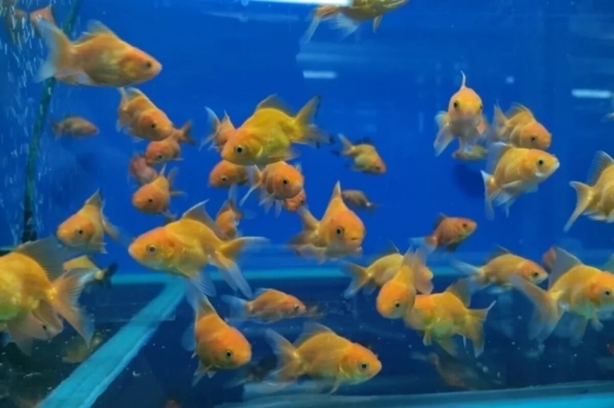    В Красноярск из Таиланда приехали более 15 тысяч аквариумных рыбок