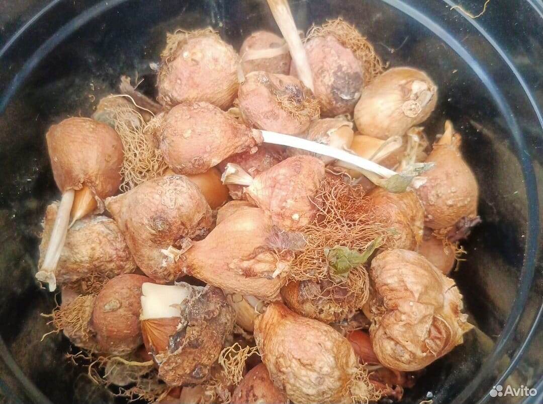 Фото продавца с сайта Авито