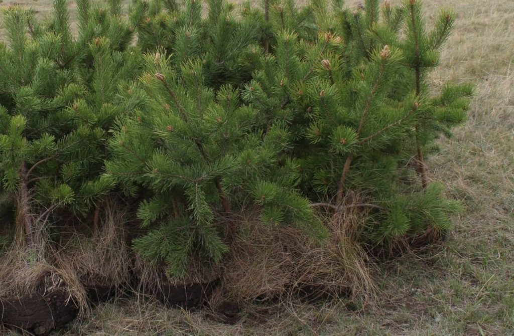    фото: Администрация Абакана Kristina