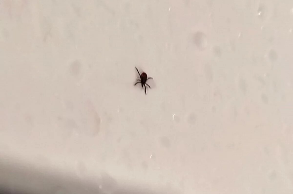    360 человек покусали клещи за неделю в Алтайском крае