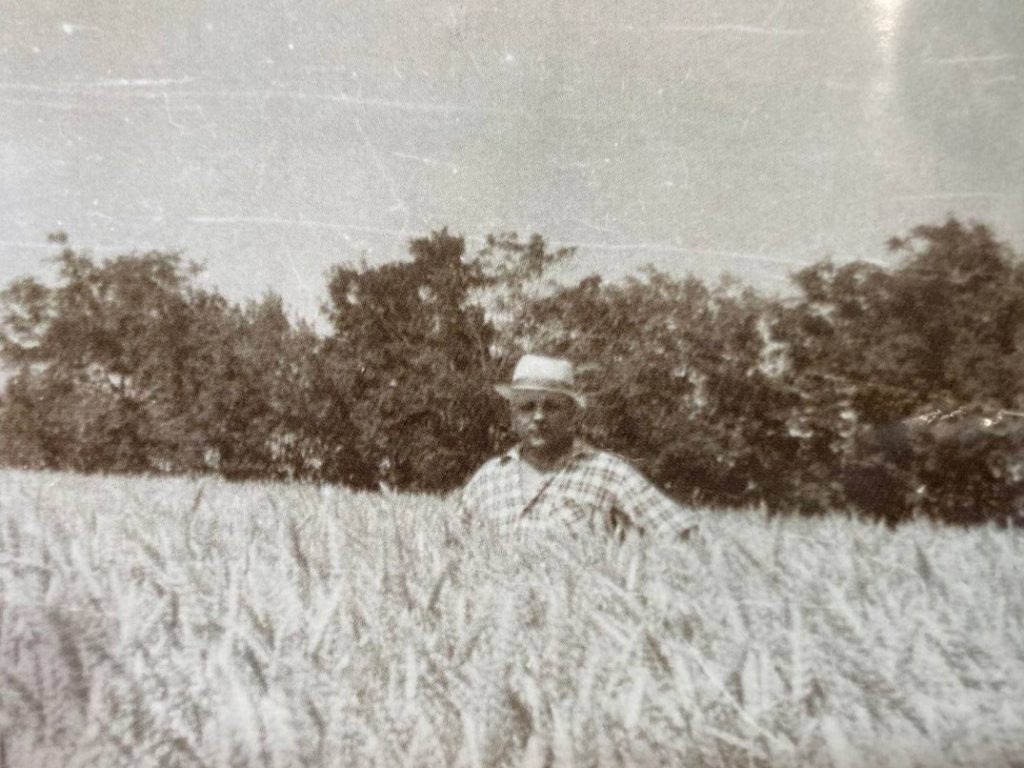 Хороша пшеница уродилась gazeta  📷
