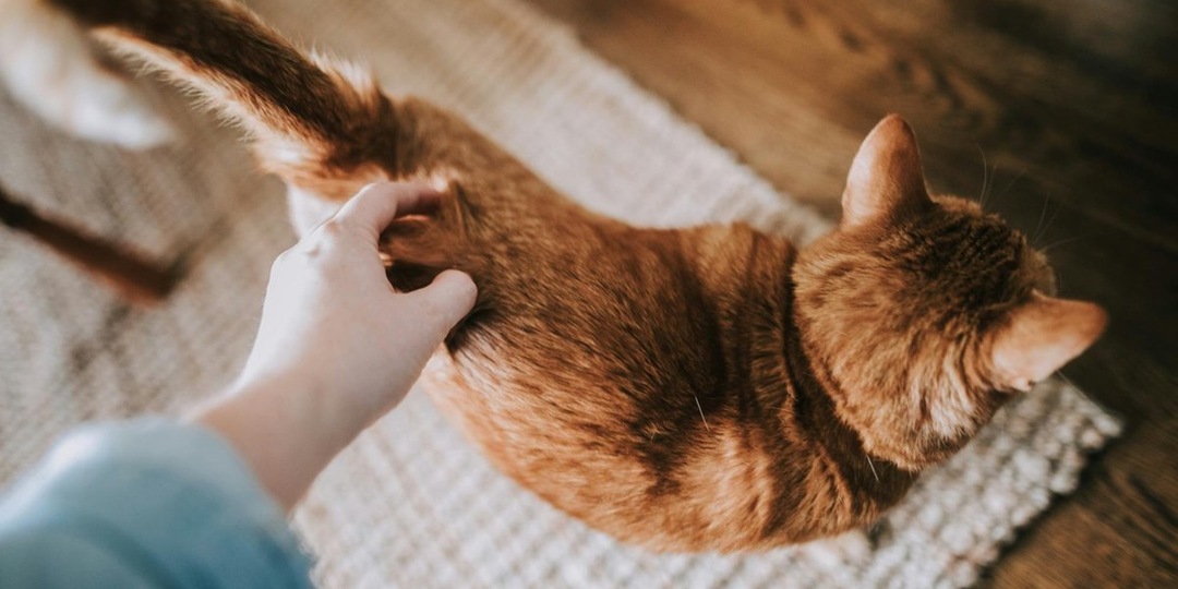 Где нельзя гладить кошку: 7 запретных точек, которые стоит обходить