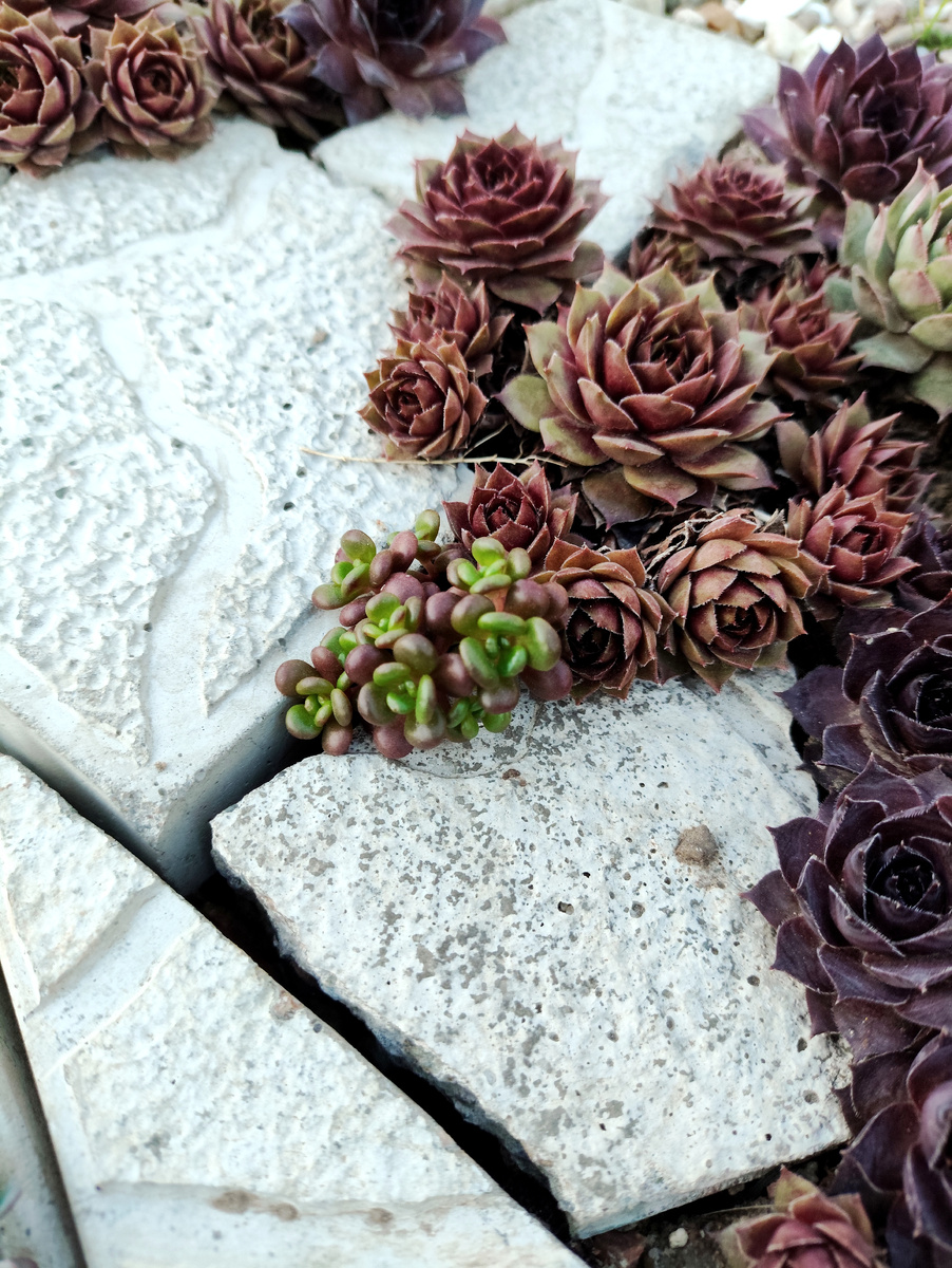 в планах заполнить все "трещины" очитком орегонским