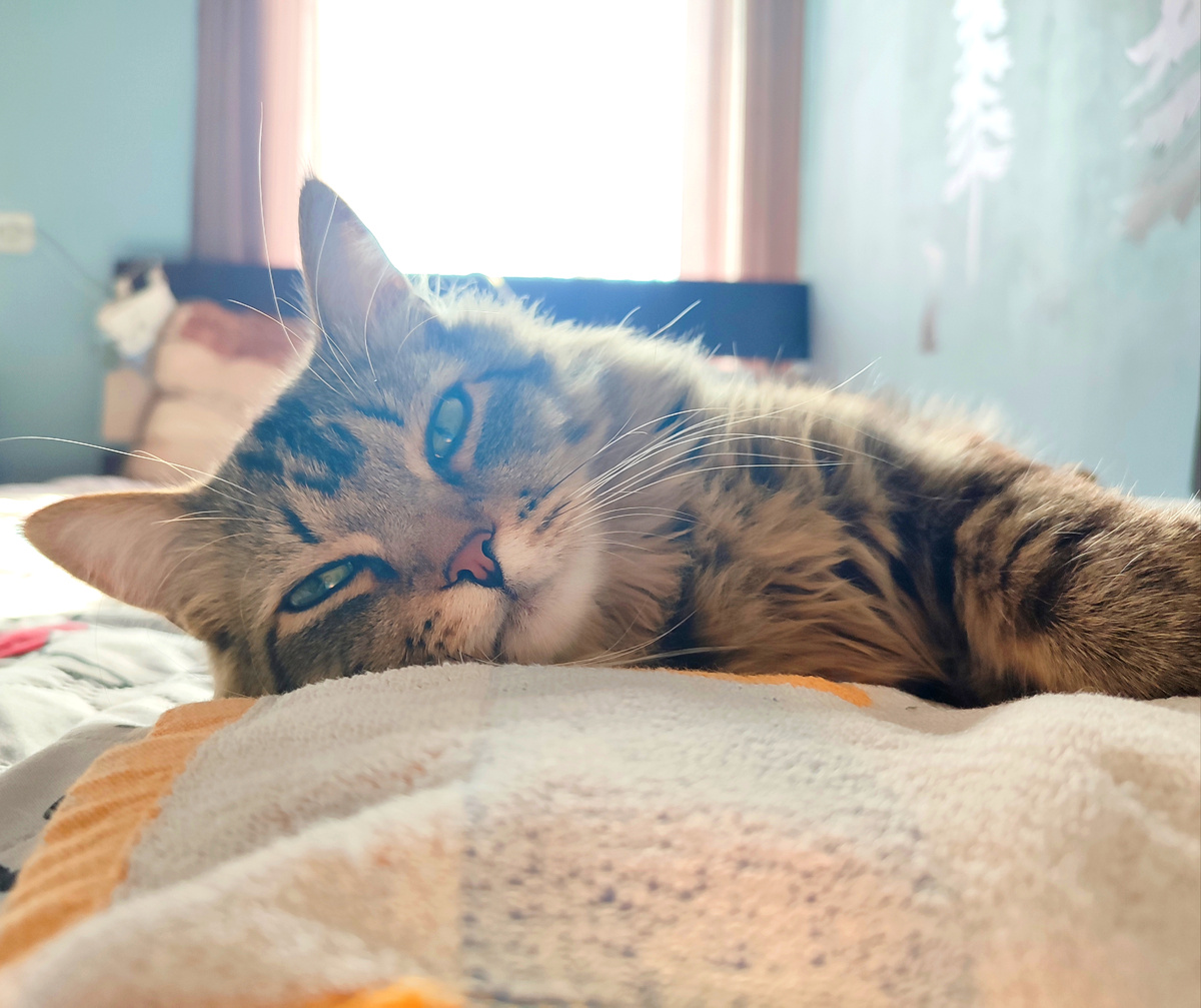 Кот Мася откисает