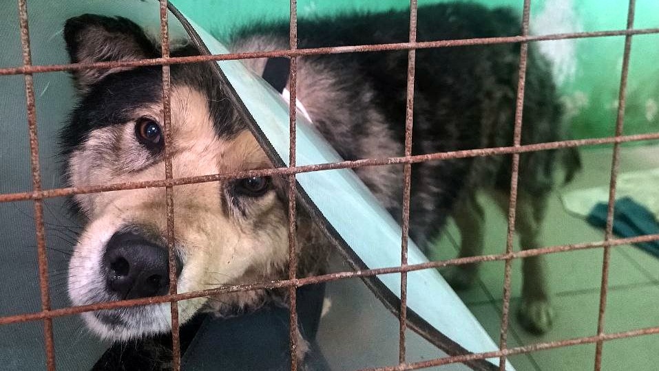 Демоны тоже плачут. Итог бездомной собачьей жизни