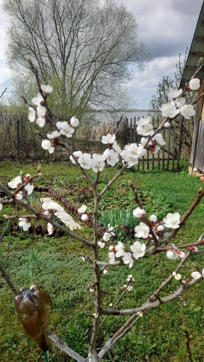 Абрикос Северный триумф