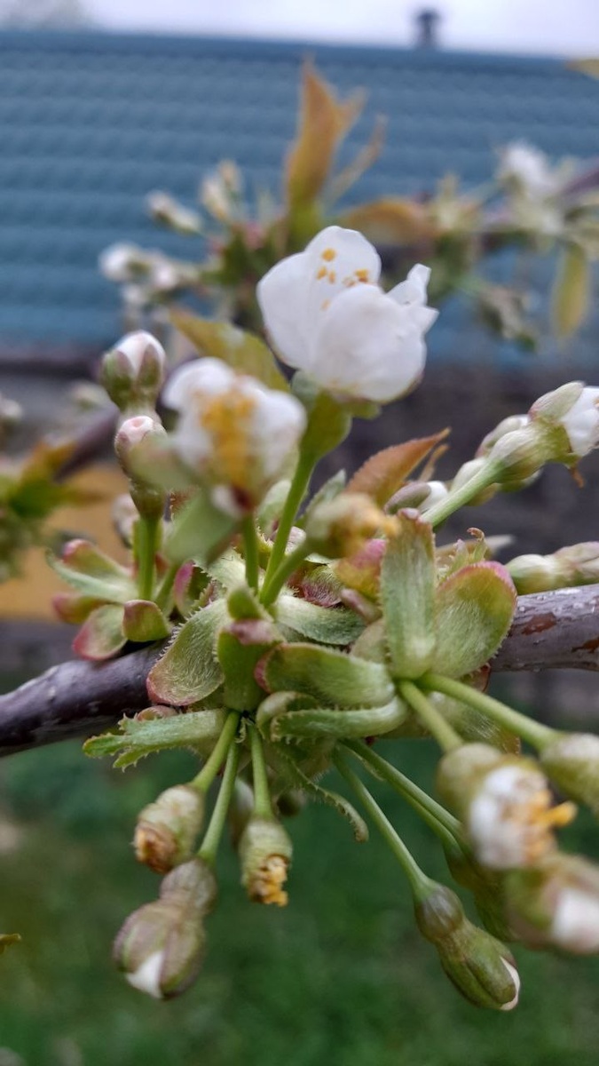 Черешня Ипуть