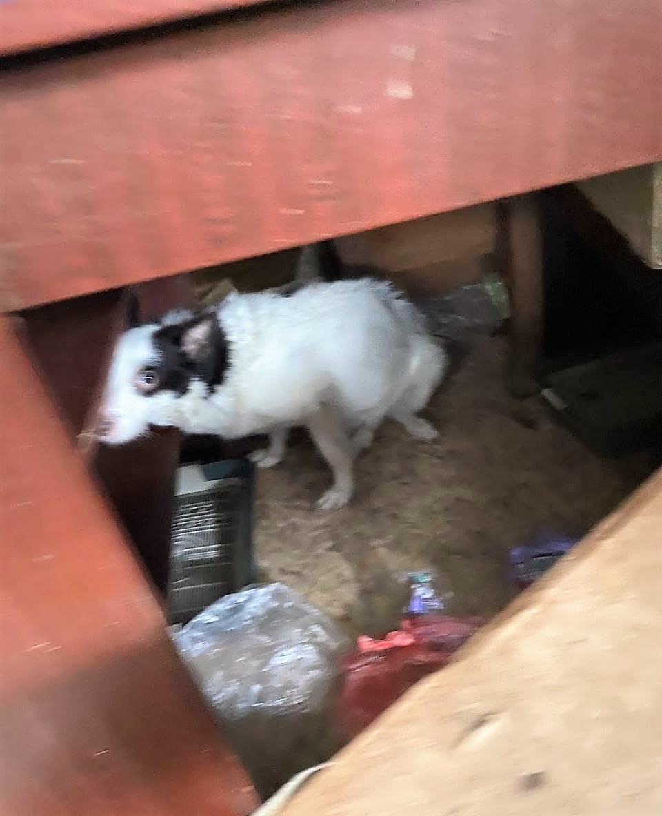 Источник фото https://t.me/peso_polis_help