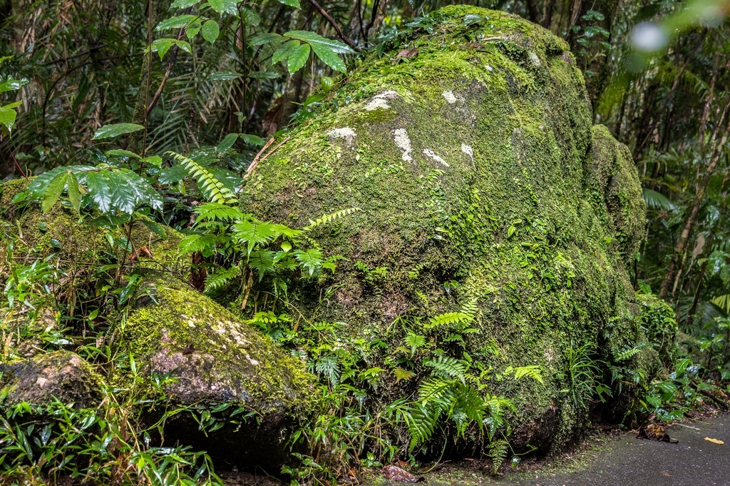 Булыжники рядом с тропой, поросшие мхами и папоротниками