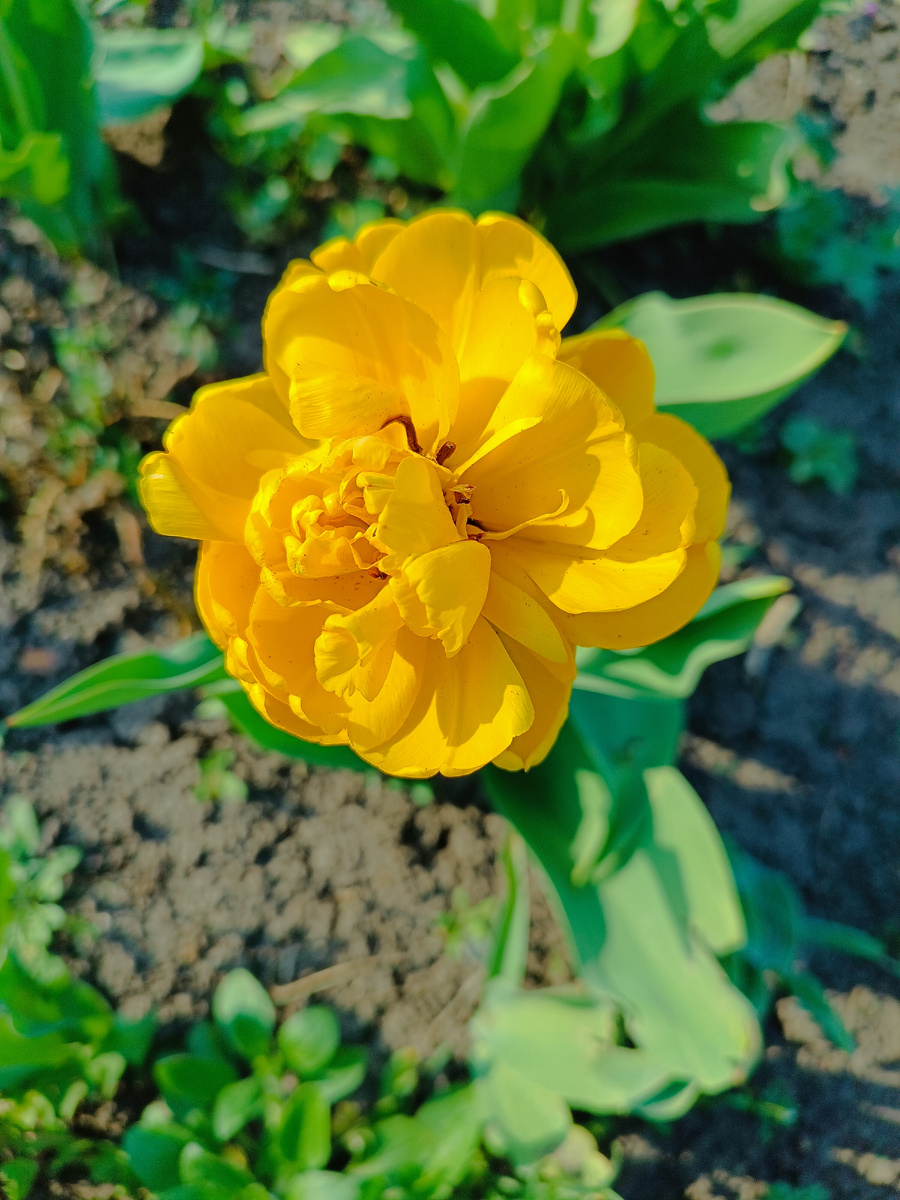 Вот такой у меня тюльпанчик расцвëл