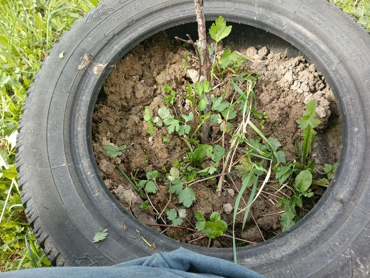 Здесь м на следующем фото, видно, что кто-то, из грызунов, перекопал все корни. Саженец скорее всего погиб, почки пока не появились. 