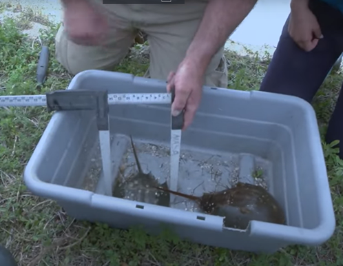 Исследователи измеряют панцирь самца и самки американского мечехвоста в Космическом центре имени Кеннеди NASA во Флориде. 