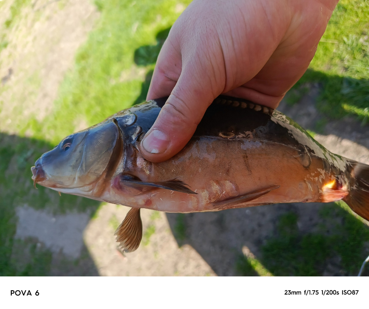 Таких выпустили на доращивание