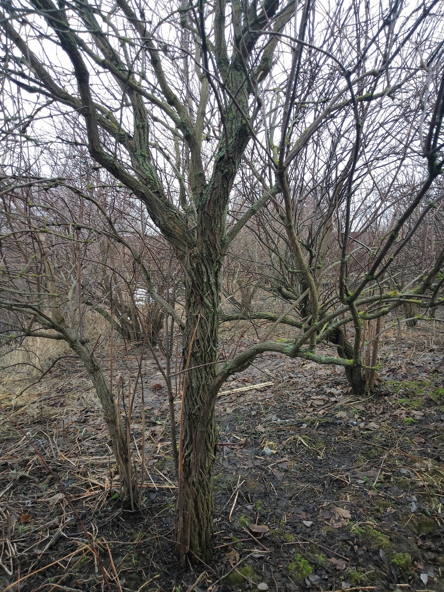 Мой участок.