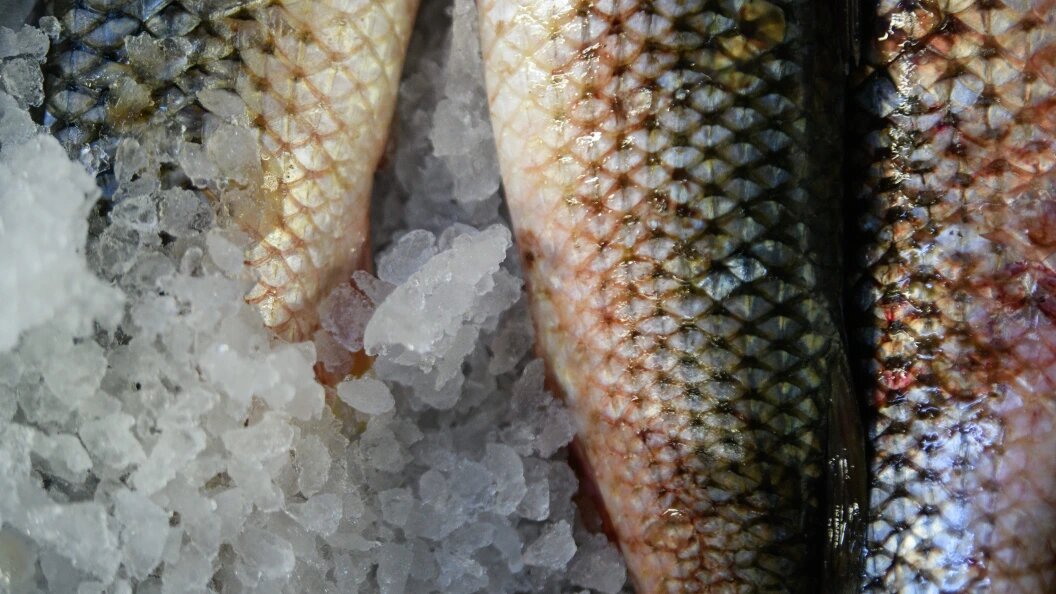    Фото: Ilya Moskovets/Globallookpress