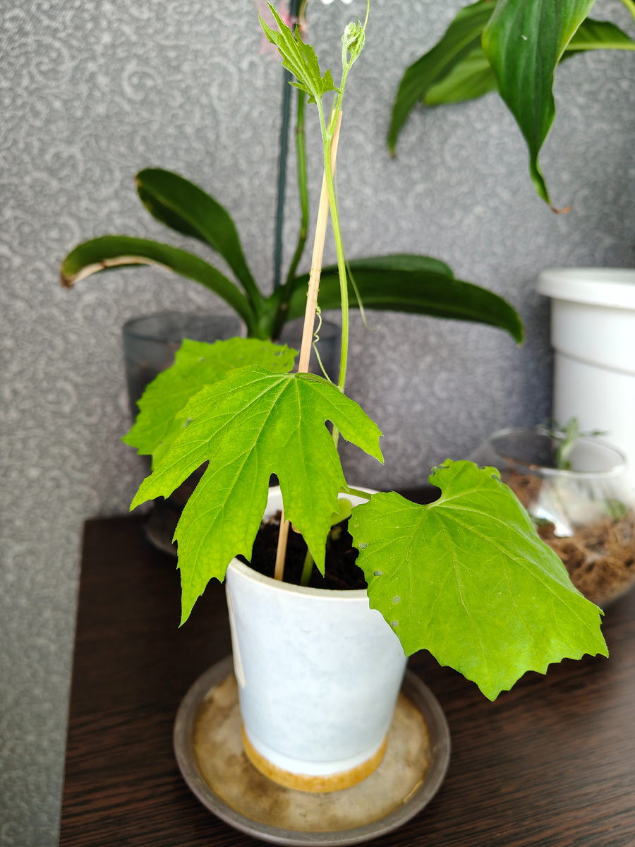 Фото автора. Это через три дня, как появился у меня, а был с половину палочки ростом, макушка начиналась, чуть выше уса, который обвился вокруг) 