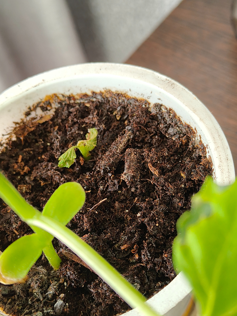 Фото автора. Второе растение, оно к сожалению без шансов на жизнь(