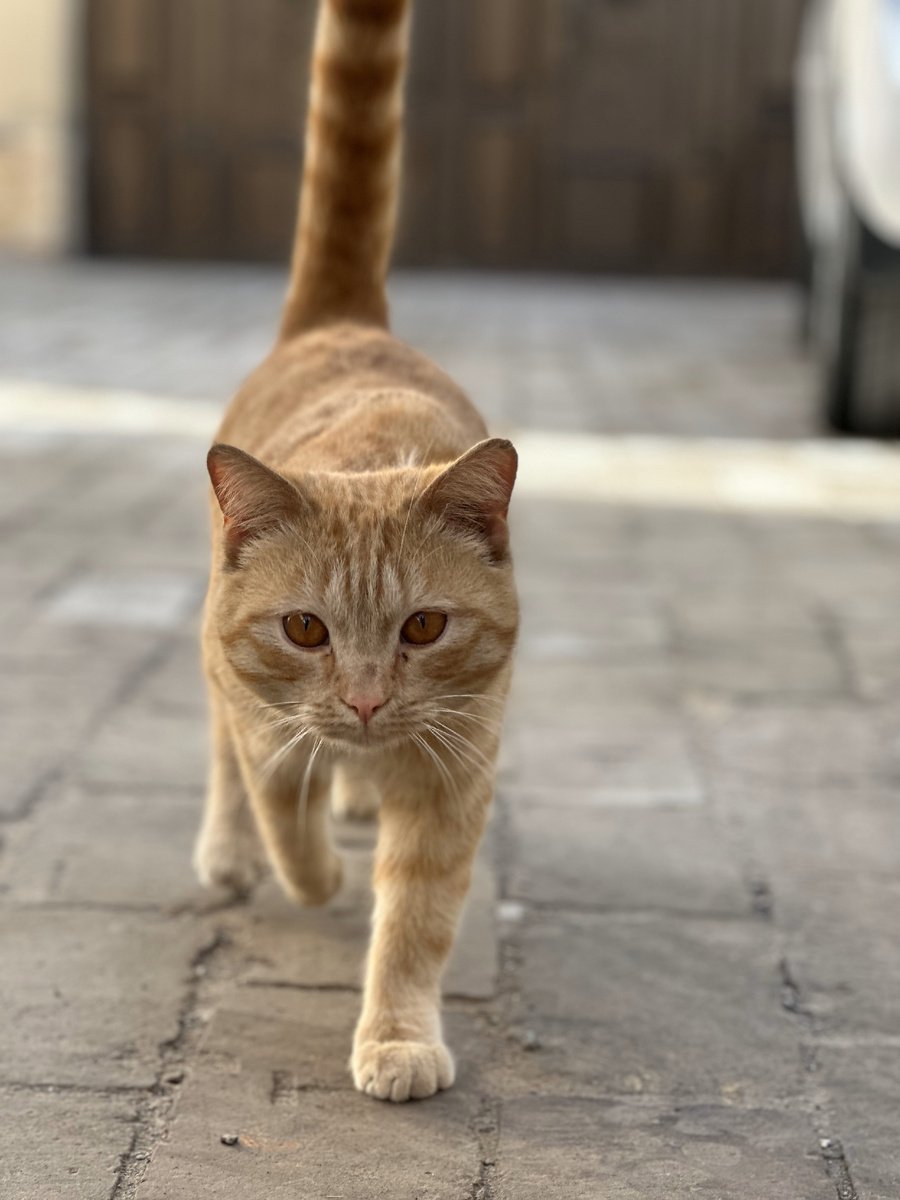 Местный кот