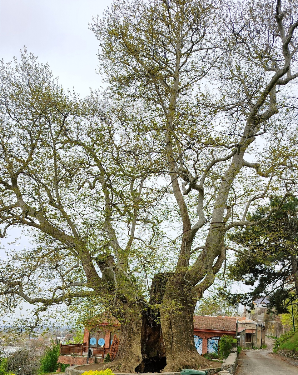 Верность – это когда любовь сильнее инстинкта».Пол Карвел 