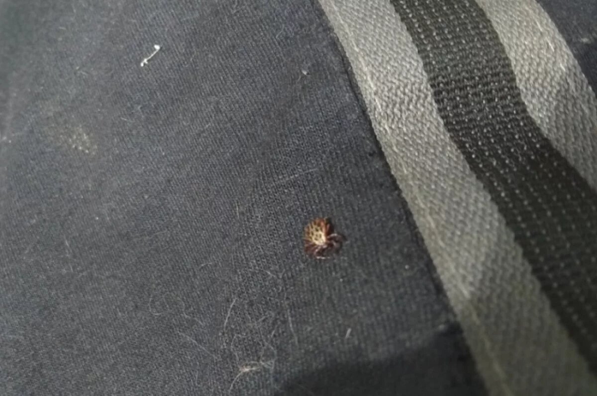    В Коми клещи покусали 30 взрослых и 10 детей