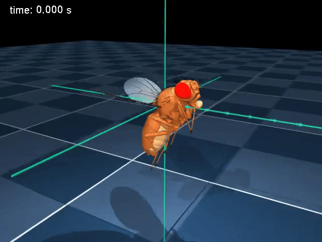     Источник: Roman Vaxenburg, Igor Siwanowicz, Josh Merel, Alice A. Robie, Carmen Morrow, Guido Novati, Zinovia Stefanidi, Gert-Jan Both, Gwyneth M. Card, Michael B. Reiser, Matthew M. Botvinick, Kristin M. Branson, Yuval Tassa & Srinivas C. Turaga