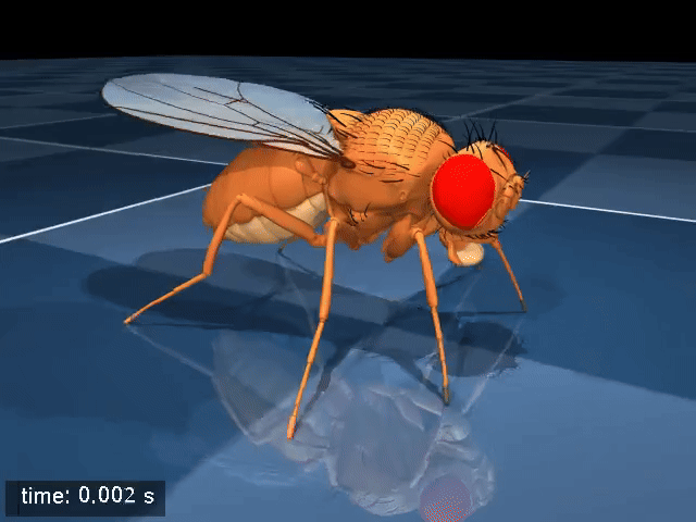     Источник: Roman Vaxenburg, Igor Siwanowicz, Josh Merel, Alice A. Robie, Carmen Morrow, Guido Novati, Zinovia Stefanidi, Gert-Jan Both, Gwyneth M. Card, Michael B. Reiser, Matthew M. Botvinick, Kristin M. Branson, Yuval Tassa & Srinivas C. Turaga