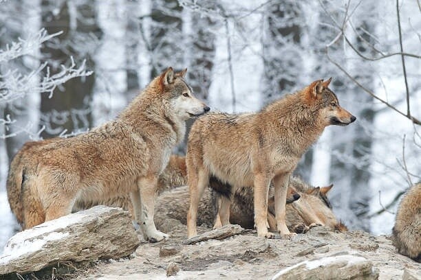 Фото из Яндекса