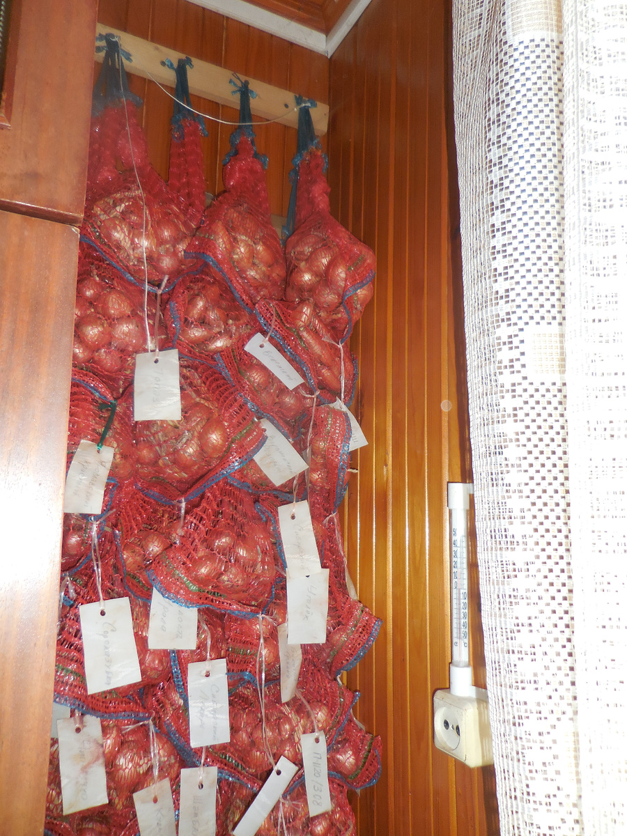 Красные луки на стенке