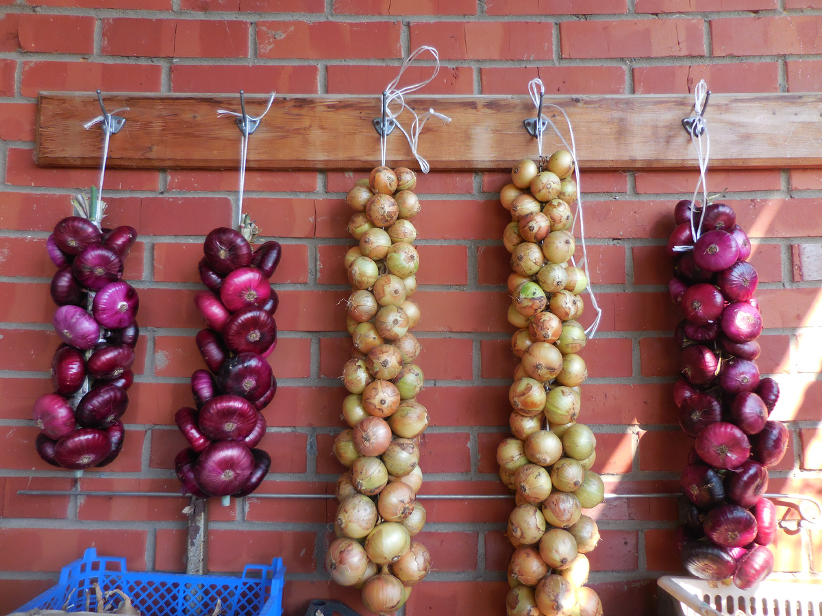 Репчатые луки - ялтинский и два от подзимней посадки. Потом эти косы перенесла домой на стенку.