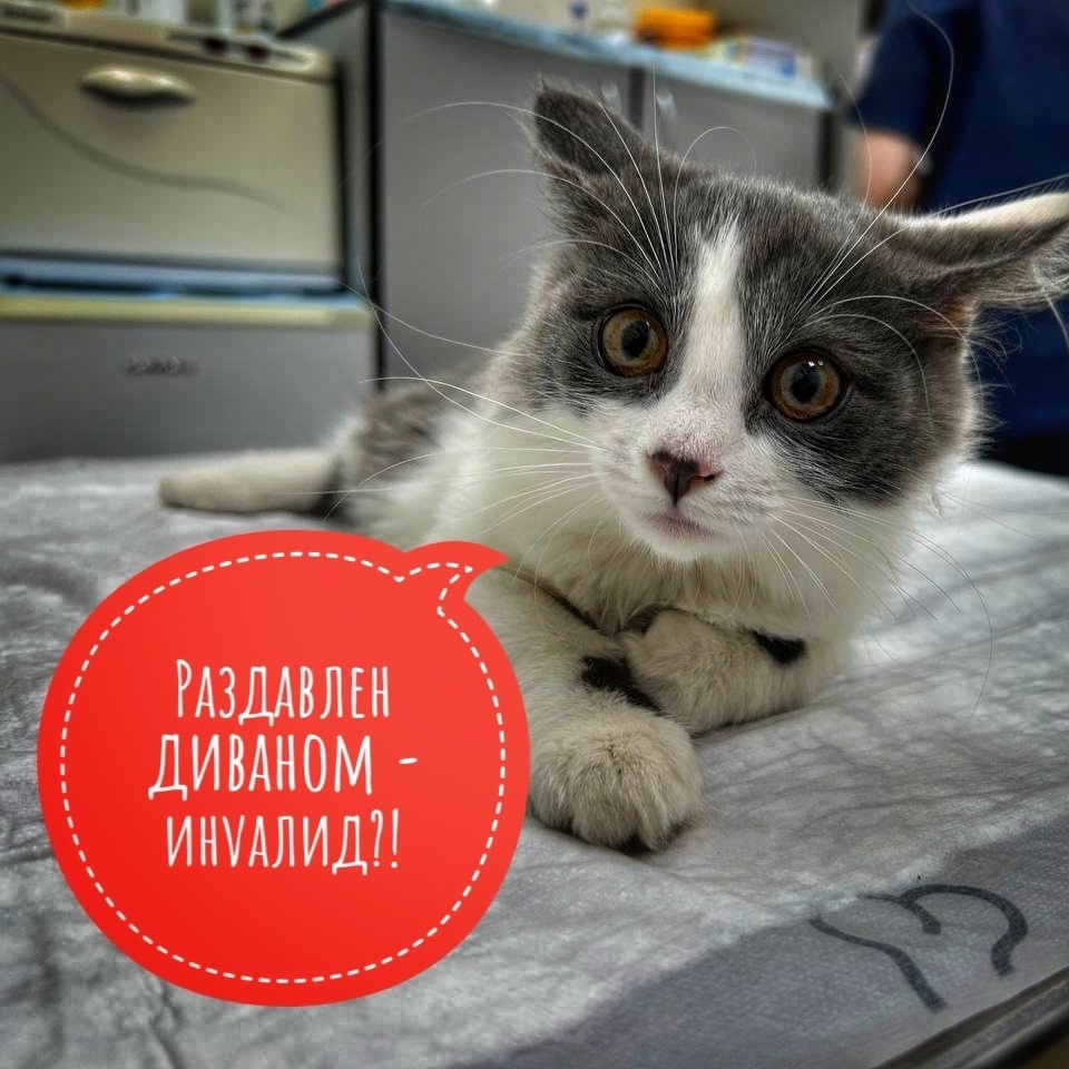 Выбросили МЕСЯЧНОГО малыша на улицу… А после придавили диваном!