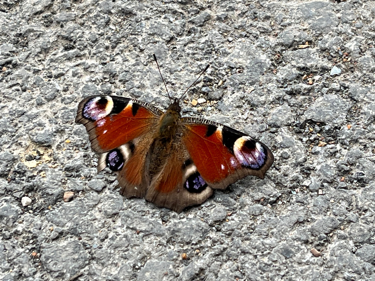 Красивую бабочку видели с сыном 
