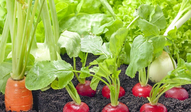 Хочется не только обильного, но и вкусного урожая 