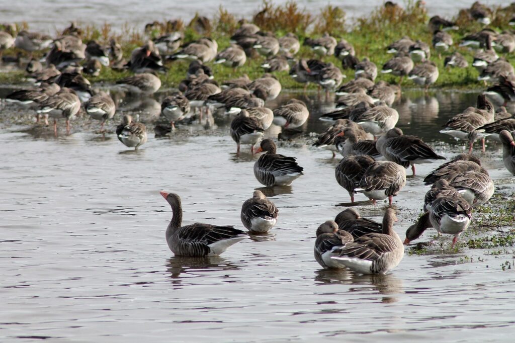 Фото: needpix.com