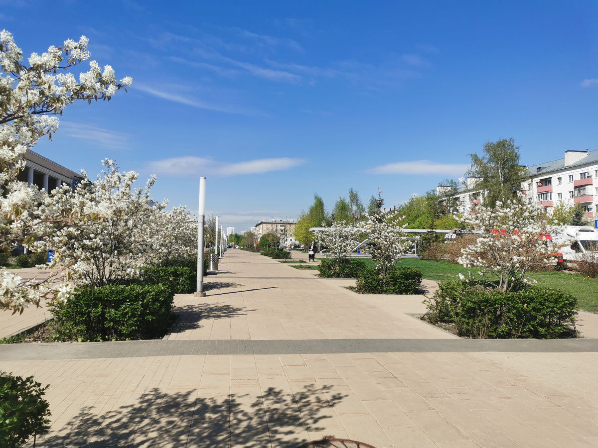 Ирга канадская и кизильник