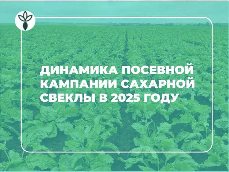   Динамика посевной кампании сахарной свеклы в 2025 году