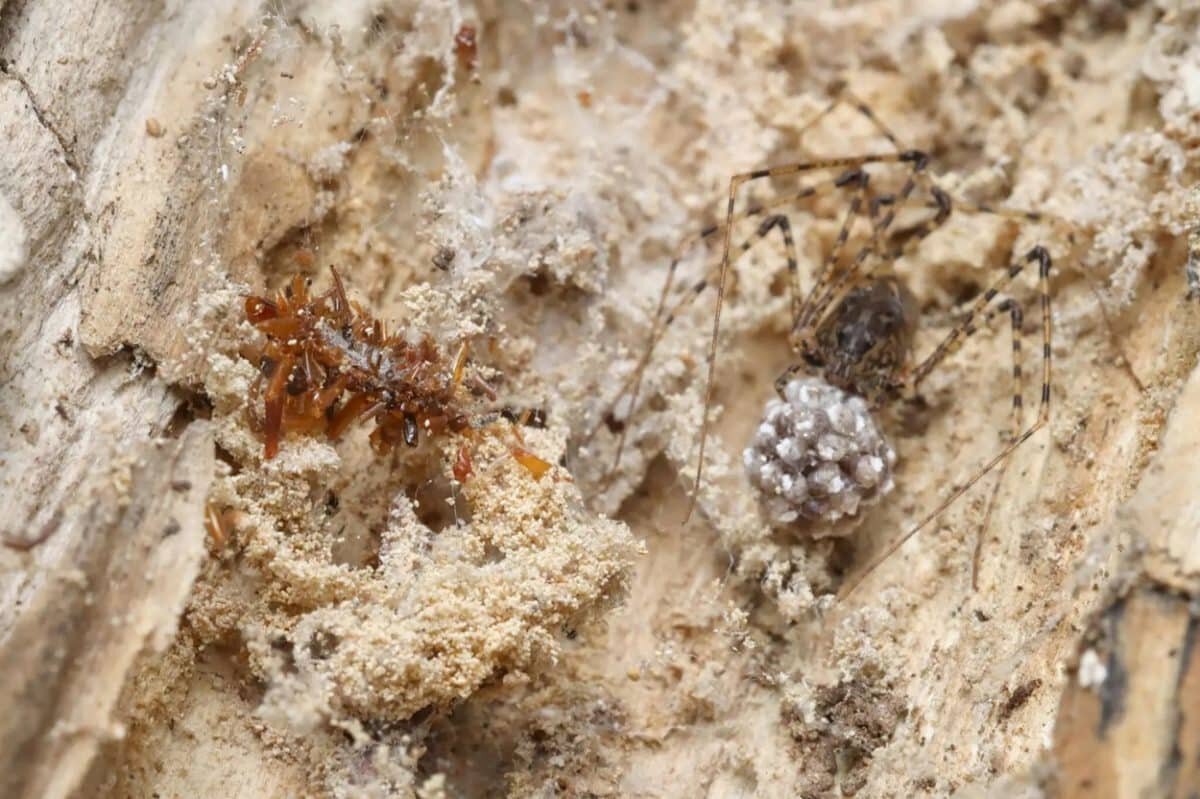    На Гавайях ученые нашли гусеницу, которая превращает части мертвых животных в камуфляж, чтобы жить бок о бок с пауками, воровать их добычу и даже поедать сородичей / © Rubinoff lab, Entomology Section, University of Hawaii, Manoa