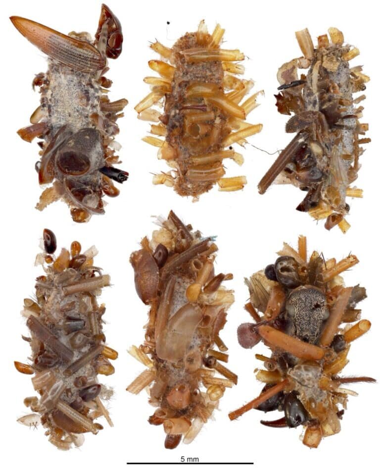    Защитный мешок «скелетоносца», с плетенными в него частями животных / © Rubinoff lab, Entomology Section, University of Hawaii, Manoa