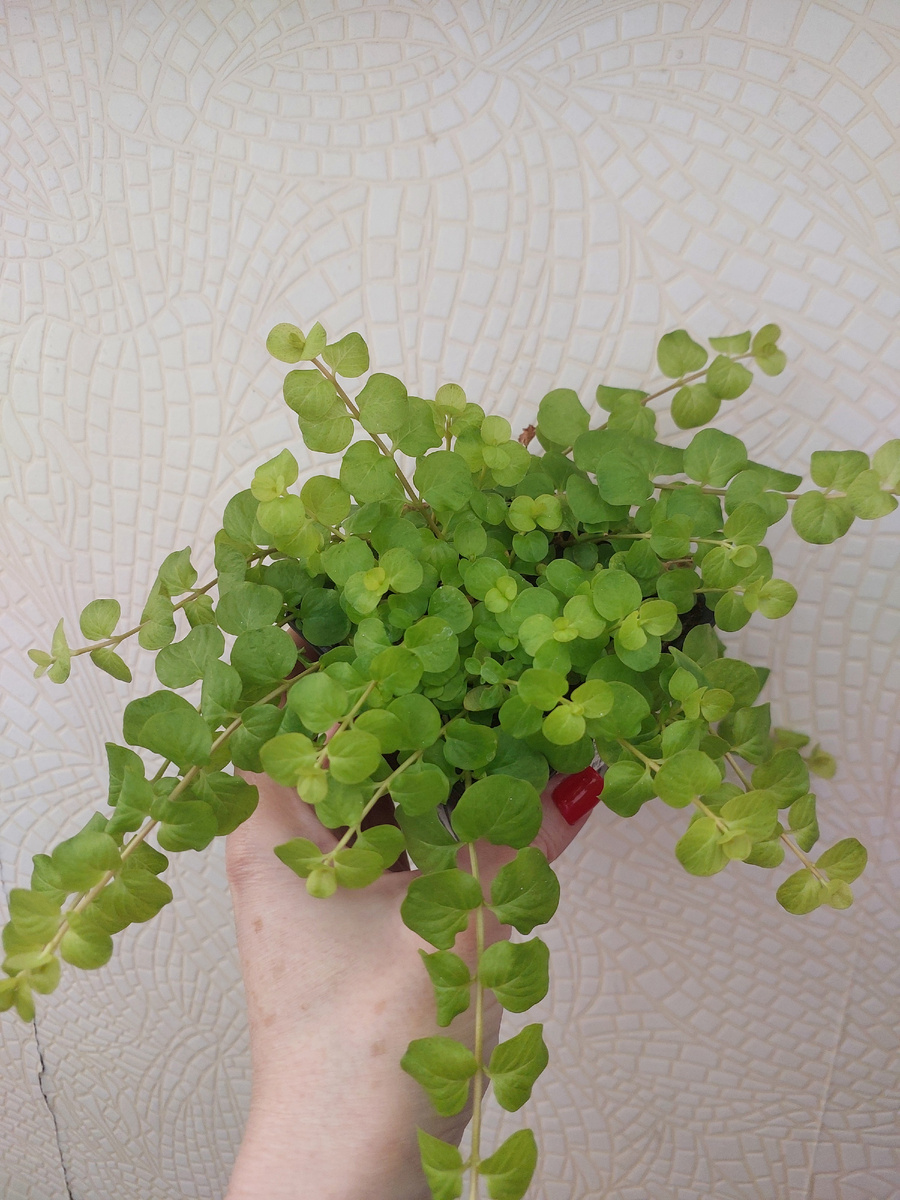 Молодой саженец вербейника. 