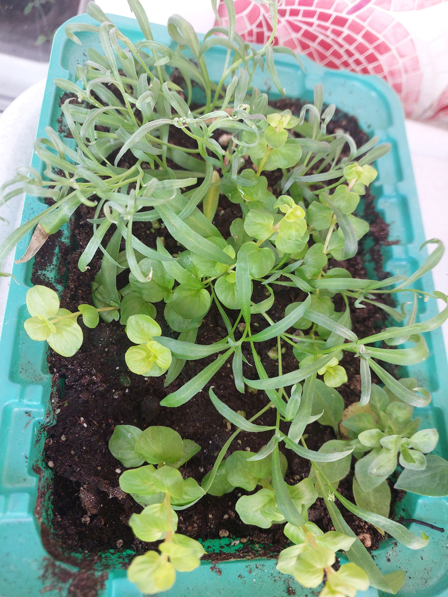 Черенкую вербейник в микропарнике. рядом черенкуется алиссум вегетативный.