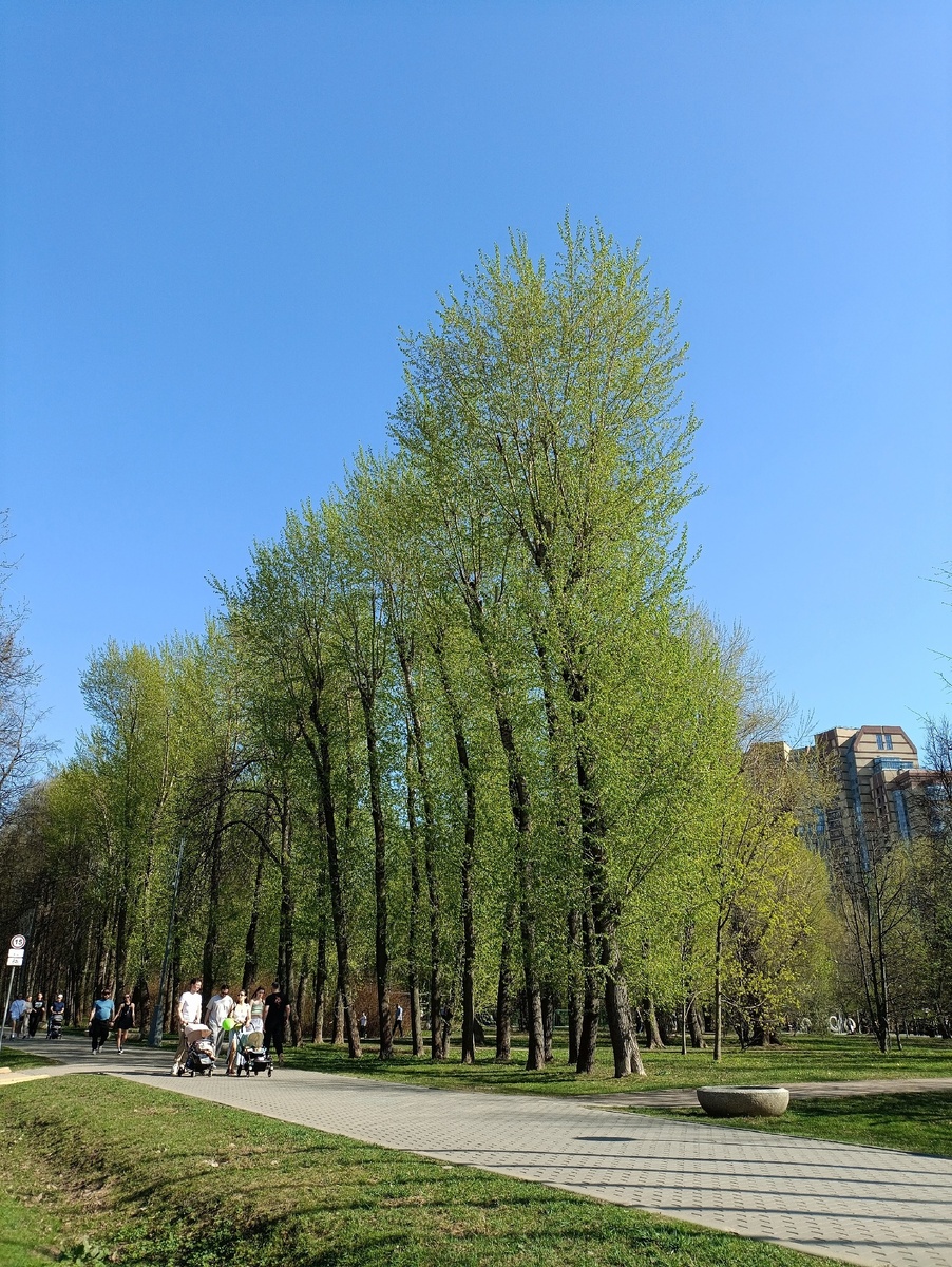 Очень много гуляющих, количество бегунов возросло кратно.