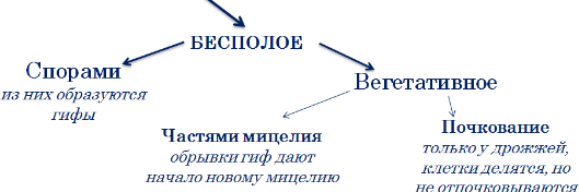 бесполое