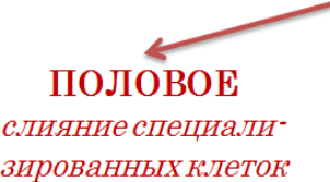 половое размножение грибов