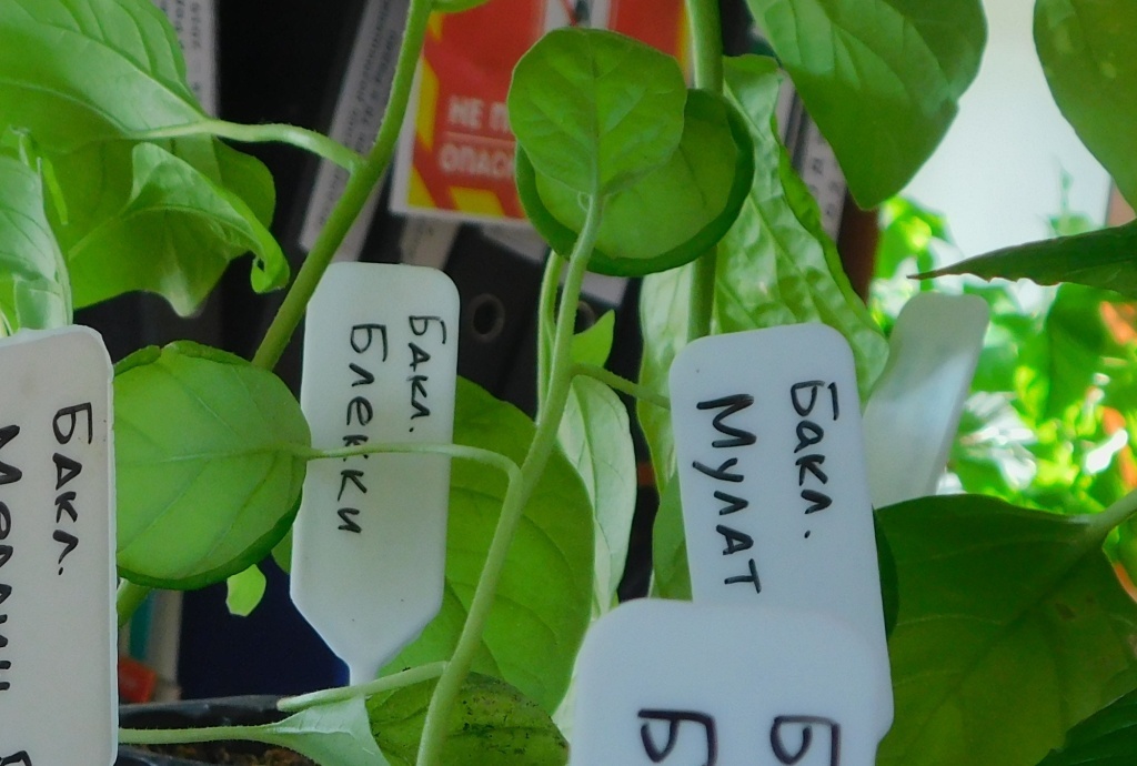  Скручиваются листья у рассады баклажанов